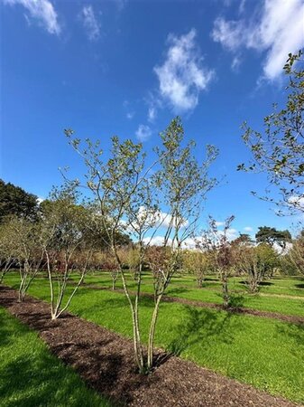 Magnolia soulangeana 450-500 cm draadkluit meerstammig - afbeelding 10