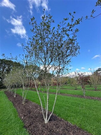 Magnolia soulangeana 450-500 cm draadkluit meerstammig - afbeelding 9