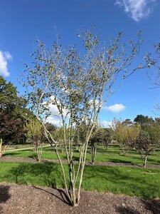 Magnolia soulangeana 450-500 cm draadkluit meerstammig - afbeelding 8