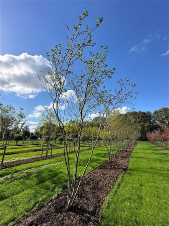 Magnolia soulangeana 450-500 cm draadkluit meerstammig - afbeelding 7