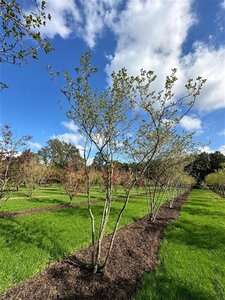 Magnolia soulangeana 450-500 cm draadkluit meerstammig - afbeelding 6