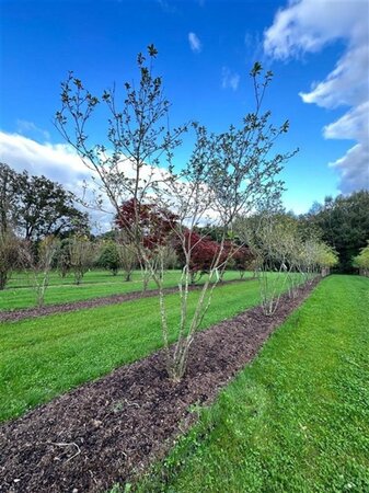 Magnolia soulangeana 450-500 cm draadkluit meerstammig - afbeelding 5