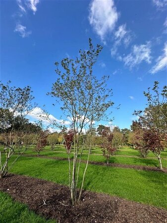Magnolia soulangeana 450-500 cm draadkluit meerstammig - afbeelding 4