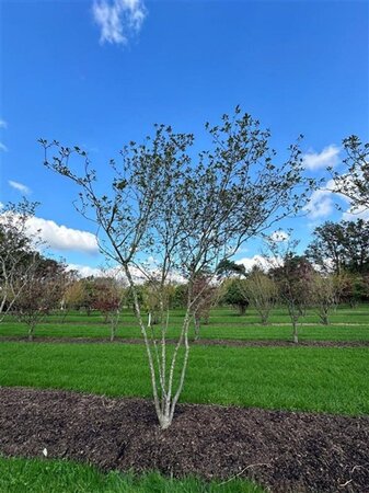 Magnolia soulangeana 450-500 cm draadkluit meerstammig - afbeelding 3