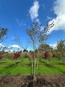 Magnolia soulangeana 450-500 cm draadkluit meerstammig - afbeelding 14
