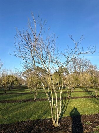 Magnolia soulangeana 450-500 cm WRB multi-stem - image 2