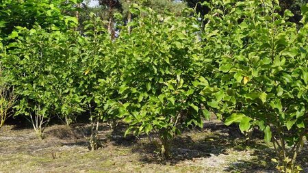 Magnolia 'Spectrum' 200-250 cm draadkluit meerstammig