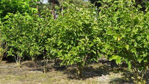 Magnolia 'Spectrum' 200-250 cm draadkluit meerstammig