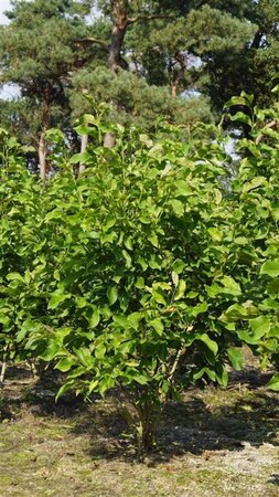 Magnolia 'Spectrum' 250-300 cm draadkluit meerstammig