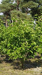 Magnolia 'Spectrum' 250-300 cm draadkluit meerstammig