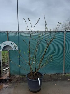 Malus Sugar Tyme 150-175 cm met kluit meerstammig