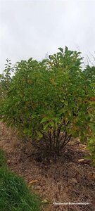 Magnolia 'Susan' 175-200 cm draadkluit meerstammig