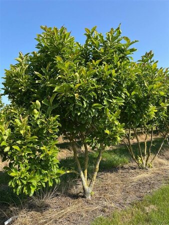 Magnolia 'Susan' 175-200 cm draadkluit meerstammig - afbeelding 1