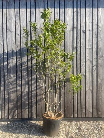 Magnolia 'Susan' 200-250 cm cont. 45L meerstammig solitair