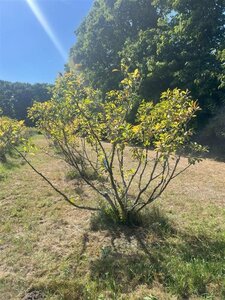 Magnolia 'Susan' 250-300 cm draadkluit meerstammig extra