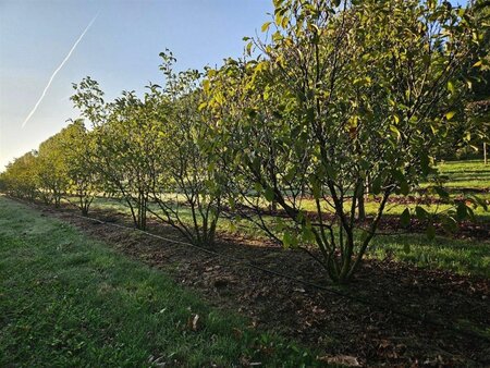 Magnolia 'Susan' 250-300 cm draadkluit meerstammig extra - afbeelding 1