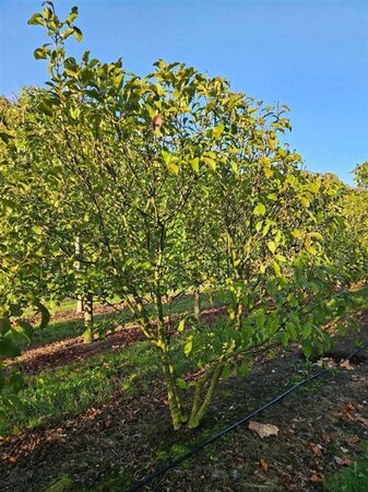 Magnolia 'Susan' 250-300 cm WRB multi-stem extra - image 2