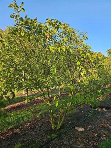 Magnolia 'Susan' 250-300 cm WRB multi-stem extra - image 2
