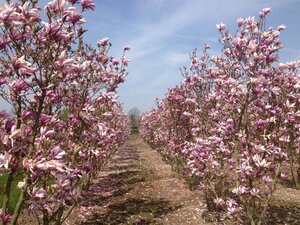 Magnolia 'Susan' 250-300 cm draadkluit meerstammig