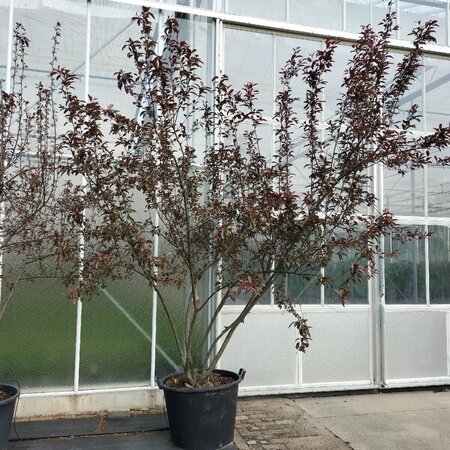 Malus toringo 'Freja' 250-300 cm container multi-stem - image 1