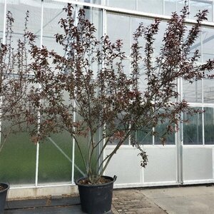 Malus toringo 'Freja' 250-300 cm container multi-stem - image 2