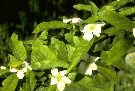 Mespilus germanica 150-175 cm container meerstammig - afbeelding 1