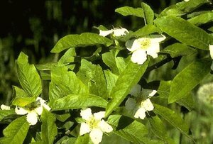 Mespilus germanica 150-175 cm container meerstammig