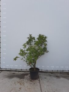 Mespilus germanica 150-175 cm met kluit meerstammig
