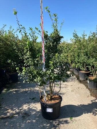 Mespilus germanica 175-200 cm cont. 95L meerstammig