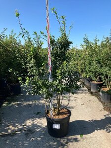 Mespilus germanica 175-200 cm cont. 95L meerstammig