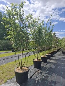 Mespilus germanica 250-300 cm cont. 110L meerstammig
