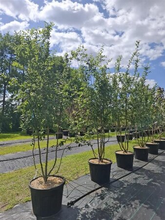 Mespilus germanica 250-300 cm cont. 110L meerstammig - afbeelding 2