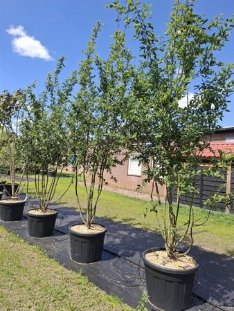 Mespilus germanica 250-300 cm cont. 110L meerstammig - afbeelding 3