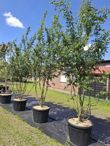 Mespilus germanica 250-300 cm cont. 110L meerstammig - afbeelding 3