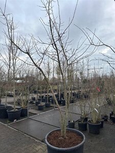 Mespilus germanica 250-300 cm container meerstammig - afbeelding 6