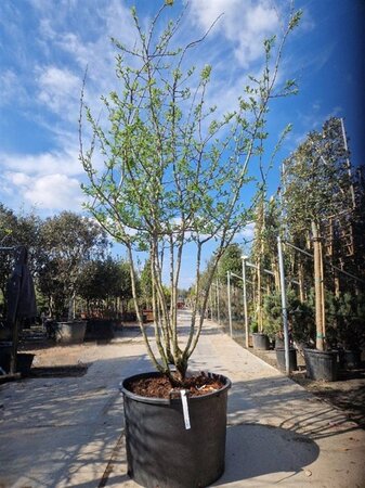 Mespilus germanica 250-300 cm container meerstammig - afbeelding 5