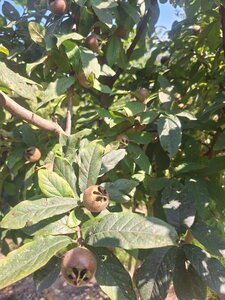 Mespilus germanica 250-300 cm container multi-stem