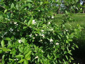 Mespilus germanica 250-300 cm container multi-stem - image 3
