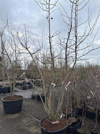 Mespilus germanica 250-300 cm container multi-stem - image 2