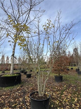 Morus alba 'Fruitless' 350-400 cm cont. 160L meerstammig