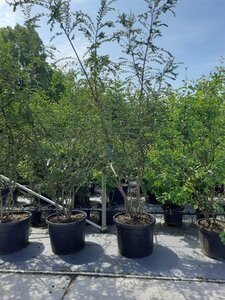 Nothofagus antarctica 250-300 cm container multi-stem