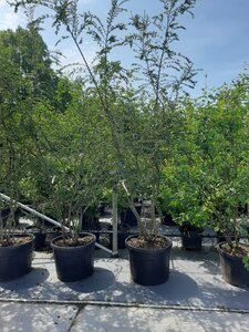 Nothofagus antarctica 250-300 cm WRB multi-stem