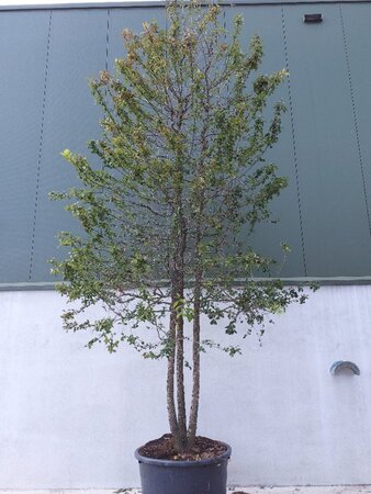 Nyssa sylvatica 400-450 cm cont. 375L multi-stem