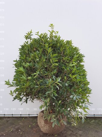 Osmanthus armatus 200-225 cm WRB multi-stem - image 1