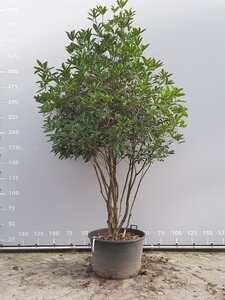 Osmanthus armatus 250-300 cm WRB multi-stem