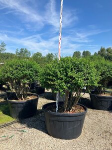 Osmanthus burkwoodii 150-175 cm cont. 500L meerstammig paraplu - afbeelding 2