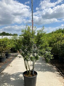 Osmanthus burkwoodii 150-175 cm cont. 70L meerstammig - afbeelding 2