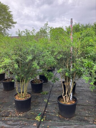 Osmanthus burkwoodii 150-175 cm cont. 70L meerstammig - afbeelding 1