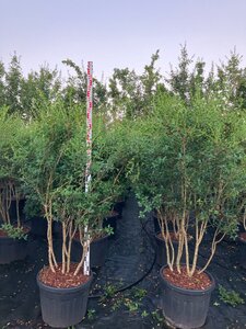 Osmanthus burkwoodii 150-175 cm cont. 70L multi-stem - image 2