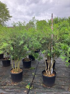 Osmanthus burkwoodii 150-175 cm cont. 70L multi-stem